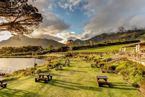 Cape Point Vineyards: Ocean-View Picnics in the Vines Cape Point Vineyards, Gourmet Picnic, Mountain And Sea, Cape Point, Picnic Baskets, Picnic Spot, Picnic Date, South Africa Travel, Family Picnic