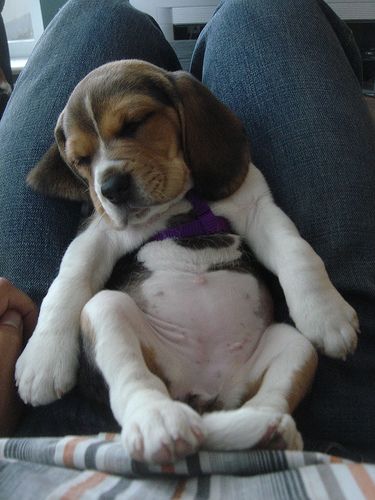 puppy belly! Stinky Dog, Cute Beagles, Love My Dog, Beagle Puppy, Sweet Animals, Baby Dogs, 귀여운 동물, Animals Friends, I Love Dogs