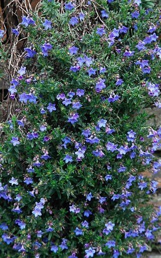 How to plant a steep, sunny bank | The Telegraph Planting Slopes, Terraced Slope, Lithodora Diffusa, Slope Gardening, Steep Hill Landscaping, Steep Hillside Landscaping, Slope Garden, Slope Landscaping, Landscaping A Slope