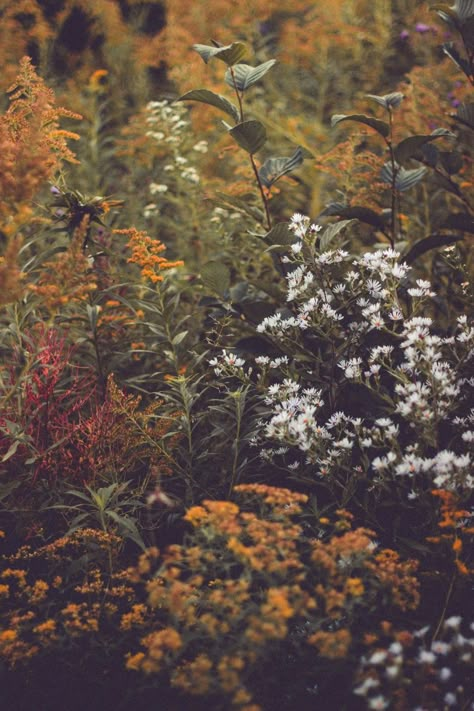 Wild Flowers Aesthetic, Cottagecore Background, Aspen Leaves, Fall Cottagecore, Wildflower Meadow, Story Ideas Pictures, Flowers Aesthetic, Autumn Scenery, Dry Leaf