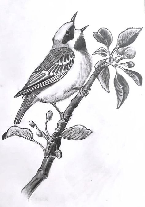 Pencil shading of a beautiful small bird singing in the branch of a tree. Made in 2020. Birds In Pencil Shading, Bird Study Sketch, Singing Bird Drawing, Nature Study Sketch, Sketch Vs Final, Singing Drawing, Bird Pencil Drawing, Grapes And Cheese, Branch Drawing