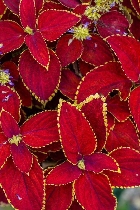 Blooming Coleus plant in sunlight macro photography. Garden Coleus blumei plant with bright red foliage in sunset light close-up photography. Red leaves with yellow edges in the summer. Coleus Plant, Sunset Light, Close Up Photography, Red Leaves, Summer Day, Macro Photography, Bright Red, Summer Days, Photo Image