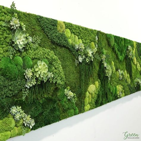 This Amazonia wall is so dreamy and lush with pops of succulent and ferns. ... #greenwallscapes #mosscompany #mossart #mosswalls #moss #preservedmoss #biophilicdesign #plantart #plantwall #livingwall #customart #homedecor #officedecor #hgtv #customdesign #interiordesign #walldecor #mossdesign #greenwall #mossforwalls #plantpainting #verticalplants #amazonia #amazoniacollection #mossandsucculents #mossandferns #gardenonthewall #wallgarden #texturedwalls Mos Wand, Green Wall Design, Artificial Grass Wall, Grass Wall, Plants Home, Moss Wall Art, Moss Art, Succulent Wall, Moss Wall