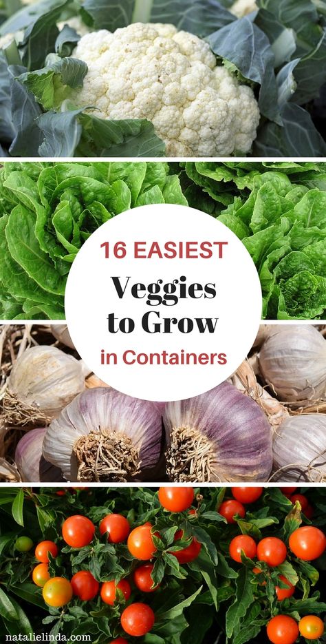 Easy Veggies To Grow, Easy Veggies, Veggies To Grow, Gemüseanbau In Kübeln, Vegetable Garden Planner, Container Vegetables, Vegetable Garden For Beginners, Garden Planner, Veg Garden