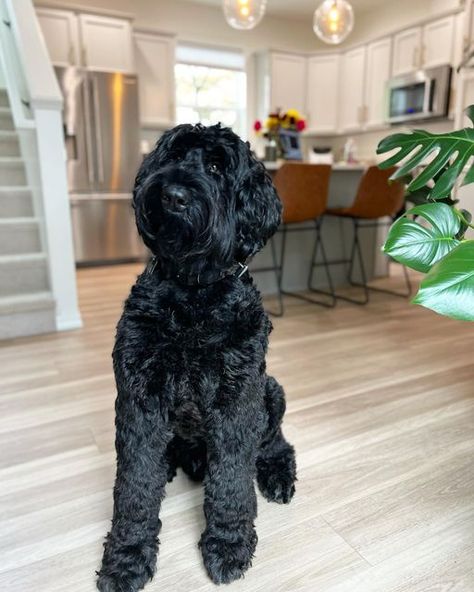 Schnauzer Colors, Giant Schnauzer Puppy, Giant Schnauzer, Schnauzer Puppy, Dog Ideas, Schnauzer Dogs, Future Kids, Thor, Instagram Feed