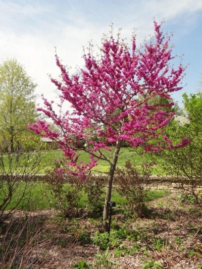 Oklahoma Trees, Japanese Lilac Tree, Redbud Tree Seeds, Oklahoma Redbud Tree, Ruby Falls Weeping Redbud Tree, Redbud Trees, Small Trees For Garden, Grow Garden, Texas Garden