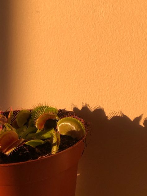 Venus Flytrap Aesthetic, Venus Fly Trap Aesthetic, House Plants Decor Living Room, Plants In Bedroom, Plant Decor Living Room, Trap Aesthetic, House Plant Ideas, House Plant Decor, Venus Flytrap