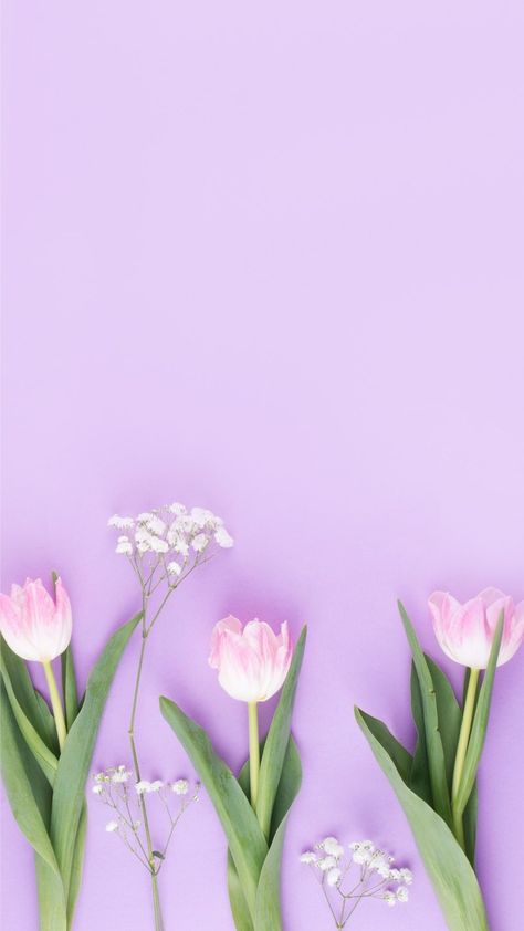 Simple Bright Tulip Mobile Wallpaper Phone Wallpaper Tulips, Wallpaper Tulips, Tulip Wallpaper, Editing Tool, Your Touch, Velvet Wallpaper, Wallpaper Doodle, Flower Iphone Wallpaper, Purple Tulips