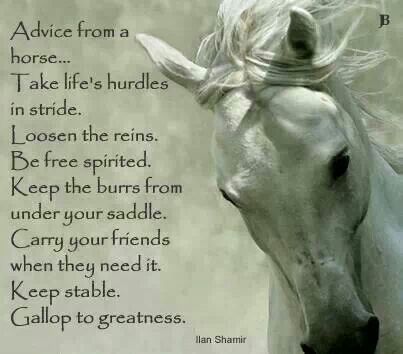 :) Equine Quotes, Inspirational Horse Quotes, Horse Riding Quotes, Equestrian Quotes, Cowgirl Quotes, Riding Quotes, Country Quotes, Horse Quotes, White Horses