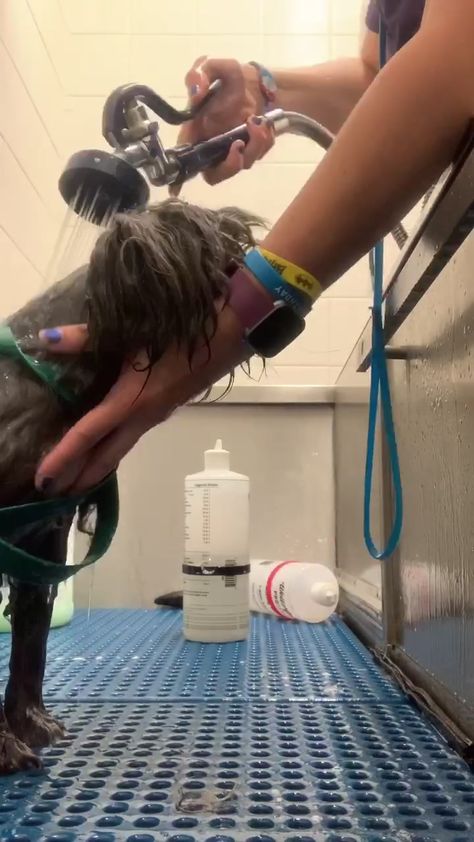 Holding a wiggle dog in the bath  #grooming #melissathegroomer #groomer #dog #groomingadvice Pet Groomer Aesthetic, Groomer Aesthetic, Dog Grooming Aesthetic, Dog Groomer Aesthetic, Worker Aesthetic, Dog Groomer, Care Worker, Salon Business, Fame Dr