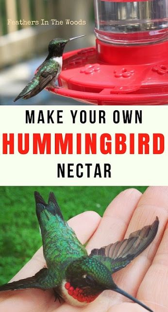 Hummingbirds at feeder and in hand. Feeding hummingbirds. Hummingbird Food Diy, Hummingbird Facts, Homemade Hummingbird Nectar, Homemade Hummingbird Food, Hummingbird Nectar Recipe, Hummingbird Food, Hummingbird Nectar, Homemade Bird Houses, Bird House Kits