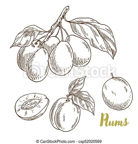 Plum Tattoo, Branch With Leaves, Drawn Leaves, Plum Fruit, Plum Tree, Leaf Drawing, Tattoo Flash Art, Flash Art, Cool Art Drawings