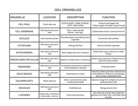 Image result for Cell Organelles and Their Functions Chart Cytoplasm Cell Organelles Diagram, Human Cell Diagram, Organelles And Their Functions, Animal Cell Diagram Labeled, Cell Parts And Functions, Basic Cell Structure, Animal Cell Organelles, Plant Cell Diagram Labeled, Interphase Cell Cycle