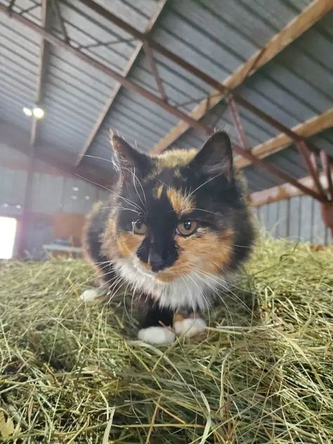 Backyard Farm Animals, Farm Pets, Ranch Animals, Country Core, Solitary Life, Farm Cat, Ancient Dogs, Barn Cat, Feral Kittens