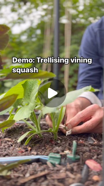 Seattle Urban Farm Co | Garden Creators on Instagram: "Squash plants come in 2 different growth forms: bush and vining. Most summer squash are bush types, but there are some, like the Incredible Escalator and Tromboncino, that vine. Vining summer squash and vining winter squash can be trained to grow vertically. This technique saves space and makes it easier to harvest. 🌱♥️
.
.
.
#squash #trellisgarden #verticalgarden" Growing Squash Vertically, Grow Vertically, Squash Plant, Urban Farm, Yellow Squash, Winter Squash, Summer Squash, Garden Trellis, Urban Farming