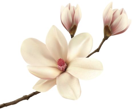 Magnolia Tattoos, Magnolia Tattoo, Magnolia Branch, Flowers Watercolour, Inner Arm Tattoo, Flower Reference, Normal Wallpaper, Plants Wall, Magnolia Blossom