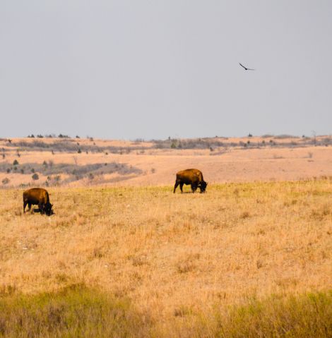 Great American Prairies – the most endangered ecosystem on earth? | Soils Matter, Get the Scoop! American Prairie, Carbon Sequestration, Prairie Garden, The Amazon Rainforest, Dust Bowl, The Great Barrier Reef, Soil Health, Amazon Rainforest, River Valley