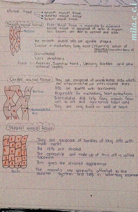 Muscle Tissue Notes, Muscular Tissue Notes, Mindmaps Aesthetic, Tissues Aesthetic, Biology Class 11, Tissue Biology, Type Anatomy, Neet Notes, Biology Diagrams