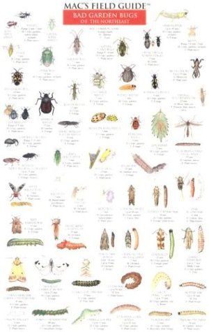 Insect Identification, Garden Books, Bad Bugs, Plant Bugs, Survival Garden, Garden Bugs, Stink Bugs, California Garden, Survival Gardening