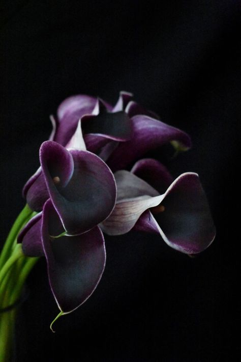 Dark burgundy calla lily with white stripes on black background. Black Calla Lily Aesthetic, Black Calla Lilly, Dark Purple Calla Lilies, Black Calla Lilies, Black Calla Lily Tattoo, Dark Calla Lily, Calla Lily Aesthetic, Burgundy Calla Lily, Purple Calla Lily