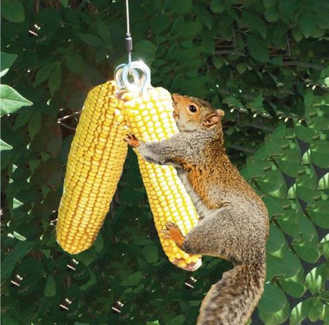 Squirrel Teeth, Squirrel Feeder Diy, Field Corn, Bungee Jump, Squirrel Feeders, Bird Houses Ideas Diy, Squirrel Feeder, Homemade Bird Feeders, Guy Gifts