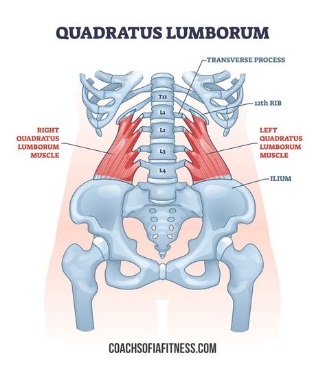 Spine Outline, Ql Muscle, Medical Diseases, Psoas Major, Quadratus Lumborum, Muscle Diagram, Anatomy Flashcards, Basic Anatomy, Healthy Spine