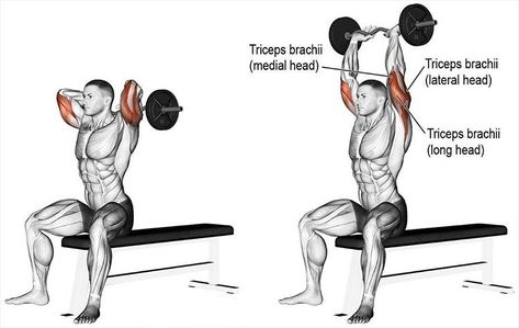 Seated E-Z bar overhead triceps extension Triceps Exercises, Overhead Tricep Extension, Best Chest Workout, Body Coach, Tricep Extension, Triceps Workout, Leg Press, Workout Moves, Workout Guide