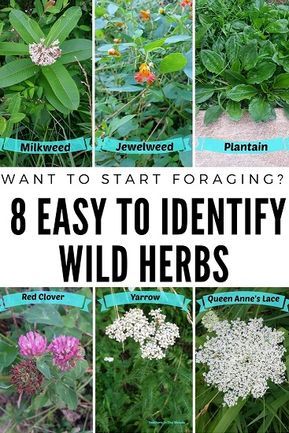 Want to start foraging but not sure where to start? Begin with these 8 easy to identify plants. Photos and descriptions, plus uses! Collect herbs and medicinal plants that can be found in the wild or even in your own backyard. Identify Plants, Wild Foraging, Wild Food Foraging, Wild Herbs, Medicinal Herbs Garden, Edible Wild Plants, Identify Plant, Healing Plants, Wild Edibles