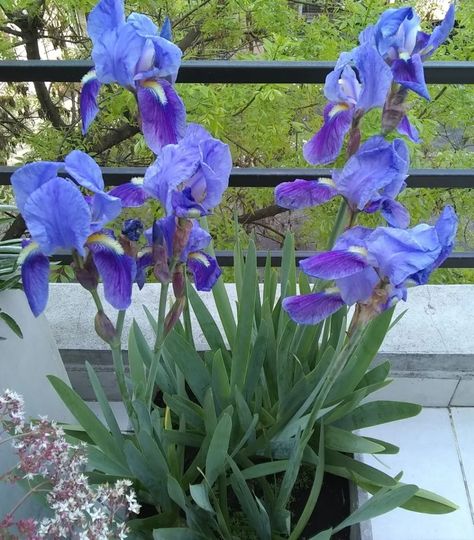 Lirio Azul Iris Germánica Planta En Colegiales Sin Químicos | MercadoLibre Cherry Core, Blue Iris, Farm Gardens, Small Gardens, Small Garden, Blue Flowers, Patio, Plants, Patios