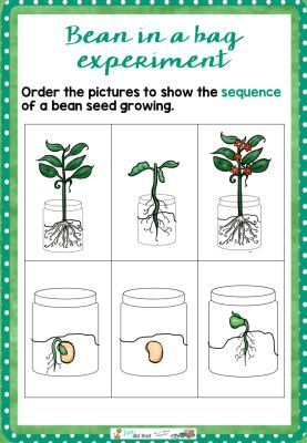 how-to-grow-a-bean-in-a-bag Plants Science Experiments, Growing Beans, Primary Science, Preschool Activities Toddler, Math School, Plant Life Cycle, School Curriculum, Preschool Science, Kitchen Cupboard