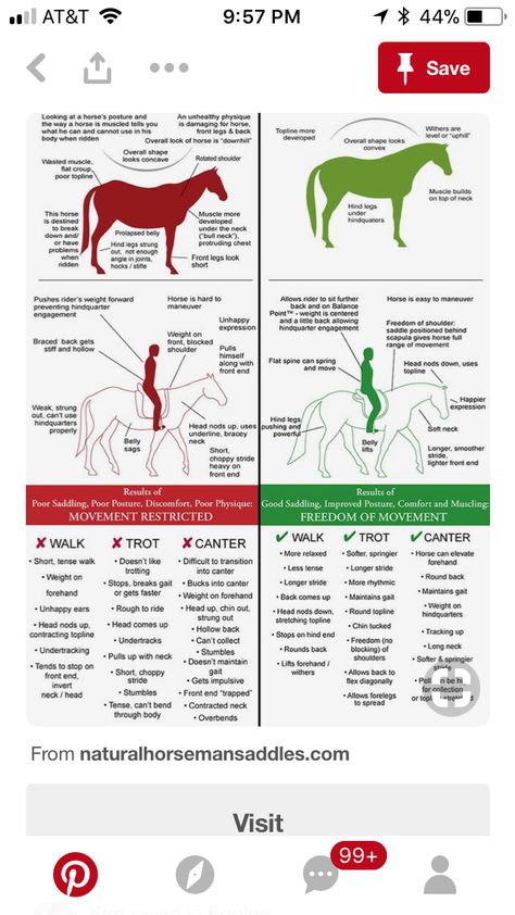 Horse Biomechanics, Rider Biomechanics, Horse Massage, Equine Massage, Horse Training Exercises, Horseback Riding Tips, Equine Care, Horse Lessons, Horse Information