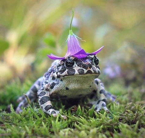 Pet Frogs, Frog Pictures, Flower Hat, Funny Frogs, Frog Art, A Frog, Frog And Toad, Flower Hats, Reptiles And Amphibians