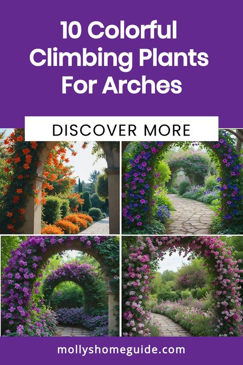 Enhance your garden with a touch of whimsy by exploring the best climbing plants for arches, pergolas, arbors, and trellises. Create a stunning display with beautiful flowering climbers that will add charm and color to your outdoor space. Discover the best vines to grow on arches or pergolas and create a romantic garden setting perfect for entertaining or relaxing. Transform your garden into a magical oasis with these enchanting plants for an arch trellis or cottage garden. Best Climbing Plants, Arch Trellis, Climbing Flowers, Trumpet Vine, Tiny White Flowers, Garden Arches, How To Attract Hummingbirds, Backyard Garden Design, Romantic Garden