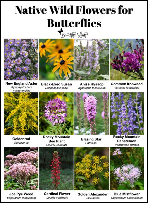 Winter is the Best Time to Start a Butterfly Garden! – Butterfly Lady Missouri Butterfly Garden, Arizona Butterfly Garden, Butterfly Garden Texas, Butterfly Garden Design Layout, Butterfly Garden Layout, School Butterfly Garden, Butterfly Garden Ideas, Starting Seeds Outdoors, Flowers For Butterflies