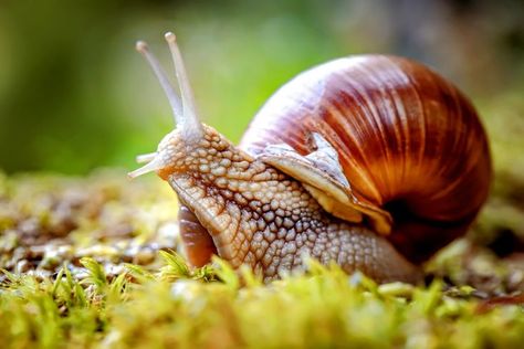 Despite their long-term reputation as garden menaces, slugs and snails will no longer be classified as pests, according to Britain’s leading garden charity, the Royal Horticultural Society (RHS). According to scientists from RHS, these slimy creatures are highly misunderstood and in fact play a very important role in maintaining the health of various garden ecosystems. #slugs #snails #pests #royalhorticulturalsociety #rhs #gardening #gardenecosystems #slugsandgardens #snailsandgardens Roman Snail, Snail Farming, Fun Facts About Animals, Molluscs, Livestock Farming, Garden Games, Sea Snail, Fish Farming, Extinct Animals