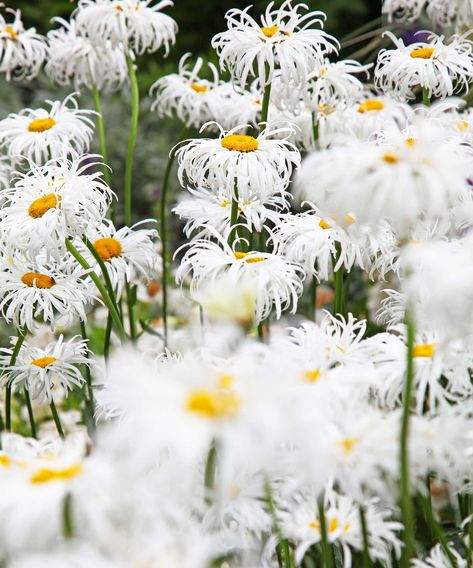 When to cut back daisies: tips for pruning shasta daisies | Shasta Daisies, Plant Images, Attract Pollinators, Garden Nursery, Drought Tolerant Plants, New Growth, Right Time, Healthy Plants, Flower Power