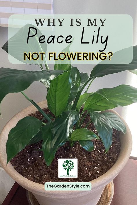 Visit TheGardenStyle.com to learn Why Is Your Peace Lily Not Flowering and How to solve this. Peace Lily Soil, Peace Lily Pot Ideas, Sick Peace Lily, Peace Lily Plant Care, Lilly Plants, Peace Lily Flower, Plants 101, Peace Lily Care, Peace Plant