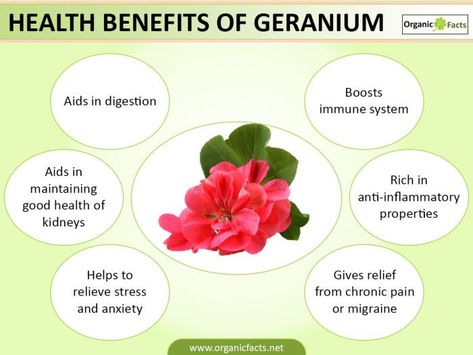 geraniuminfo Essential Oil Chart, Geranium Plant, Scented Geranium, Womb Healing, Essential Oils Health, Oil Diffuser Recipes, Essential Oil Mixes, Natural Aromatherapy, Geranium Oil