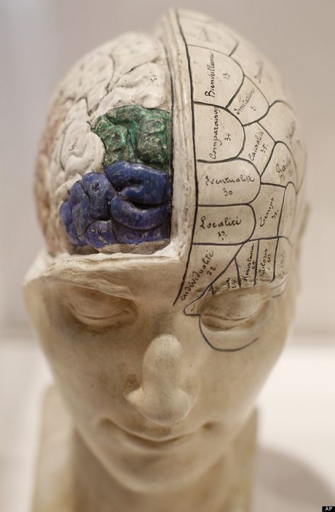 Cracking The Brain's Genetic Code Nerve Anatomy, Ap Psych, Brain Models, Health Myths, Future Office, Care Coordination, British Literature, Wellcome Collection, Study Break