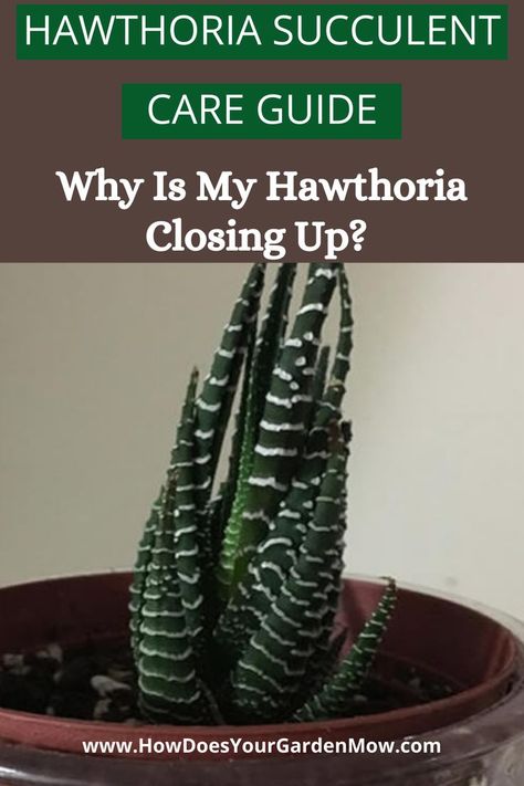 Haworthia Zebra Plant, Hawthoria Succulent, Plants In The Home, Interior Gardens, Houseplant Collection, Home Plants, Houseplant Care, Zebra Plant, Plant Care Houseplant