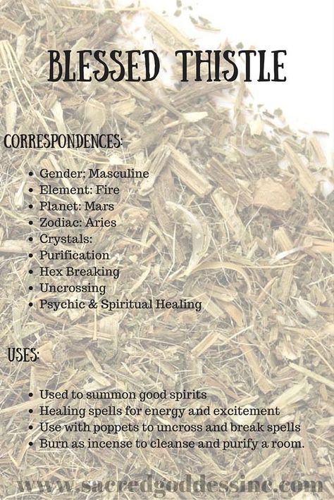 Magical Uses For - Blessed Thistle Blessed Thistle, Magickal Herbs, Witch Herbs, Green Witchcraft, Witch Garden, Healing Spells, Magic Herbs, Magical Herbs, Hedge Witch