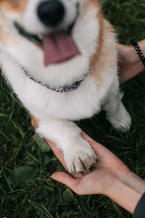 Lifestyle Dog Photography, Corgi Photoshoot, Dog Photoshoot Ideas With Owner, Dog Owner Photoshoot, Dog Family Pictures, Family Dog Photos, Pet Photography Poses, Dog Photography Poses, Colorful Hairstyles