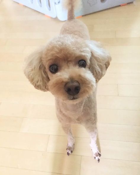 Toy Poodle Shaved, Japanese Poodle Grooming, Poodle Haircuts Miniature, Toy Poodle Haircut Styles Short, Short Toy Poodle Haircut, Summer Poodle Cuts, Poodle Summer Haircut, Teddy Bear Cut Poodle, Poodle Summer Cut