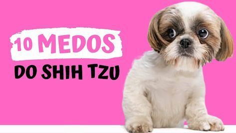 Muitos shih tzu sofrem de medos e fobias. Essas fobias podem ter várias causas, incluindo a falta de socialização precoce ou uma experiência negativa do passado. Sinais de medo em cães incluem encolhimento, tremores, baba, latidos, comportamento destrutivo e, em alguns casos, agressão. 1Seu shih tzu está com medo? Você determinou por quê? Aprenda sobre alguns dos medos e fobias mais comuns dos cães para que você possa ajudar seu cão.Medo do trovãoA astrofobia, medo de trovões, é muito comum e... Shih Tzus, Shih Tzu