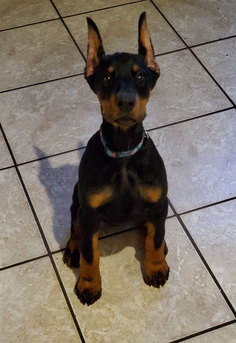 Doberman Pinscher Aesthetic, Perro Doberman Pinscher, Doberman Puppies, Doberman Pinscher Puppy, Gentle Soul, Rare Dogs, Doberman Pinscher Dog, Scary Dogs, Dangerous Dogs