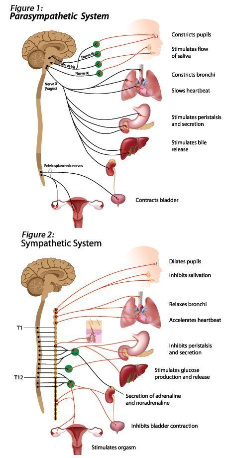 Cardiac System, Nervous System Anatomy, Sympathetic Nervous System, Nervus Vagus, Human Nervous System, Basic Anatomy And Physiology, Nurse Study Notes, Nursing Student Tips, Biology Facts