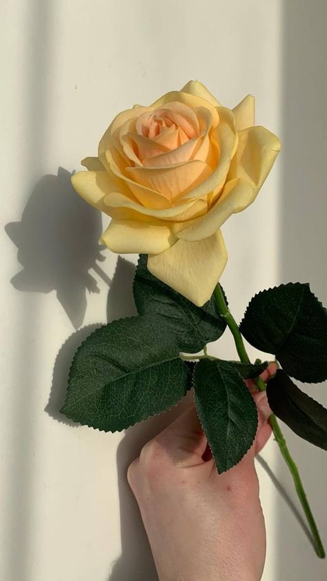 Yellow Roses Aesthetic, Yellow Roses Wallpaper, Roses Aesthetic, Reference Photos For Artists, Roses Wallpaper, Flowers Petals, Nothing But Flowers, Human Form, Fitness Instagram