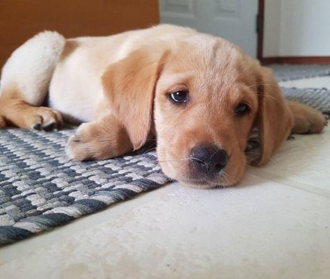 21 Puppers That Need A Hug Right Heckin' Now! Hug Humor, Give Me Attention, Puppy Dog Eyes, Cute Dog Pictures, Need A Hug, Funny Dog Pictures, Dog Eyes, Puppy Eyes, Warm Hug