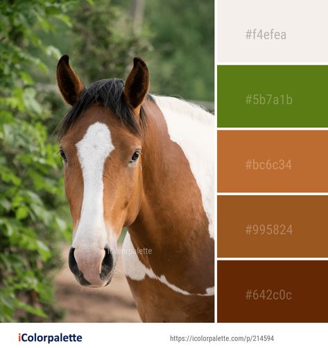 Color Palette ideas #icolorpalette #colors #inspiration #graphics #design #inspiration #beautiful #colorpalette #palettes #idea #color #colorful #colorscheme #colorinspiration #colorcombinations #colorcombos Best Tack Colors For Palomino, Best Tack Colors For Paint Horses, Horse Color Palette, Palomino Paint Horse, Brown Paint Horse, Scientific Poster, Cow Colour, Horse Therapy, Mustang Horse