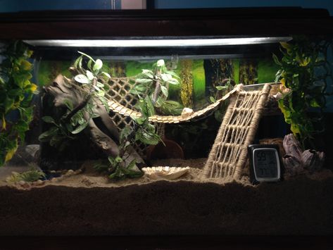 Hermit crab tank                                                                                                                                                                                 More 10 Gallon Hermit Crab Tank, Hermit Crab Terrarium Ideas, Hermit Crab Habitat Ideas Tanks, Fiddler Crab Tank Ideas, Hermit Crab Habitat Ideas 10 Gallon Tank, Fiddler Crab Tank, Diy Hermit Crab Habitat Tanks, Crabitat Ideas Diy Hermit Crab Habitat, Hermit Crab Tank Ideas